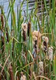 Typha latifolia. Верхушки плодоносящих растений с распадающимися соплодиями. Тульская обл., Заокский р-н, окр. с. Дмитриевское, в пруду у берега. 07.09.2025.