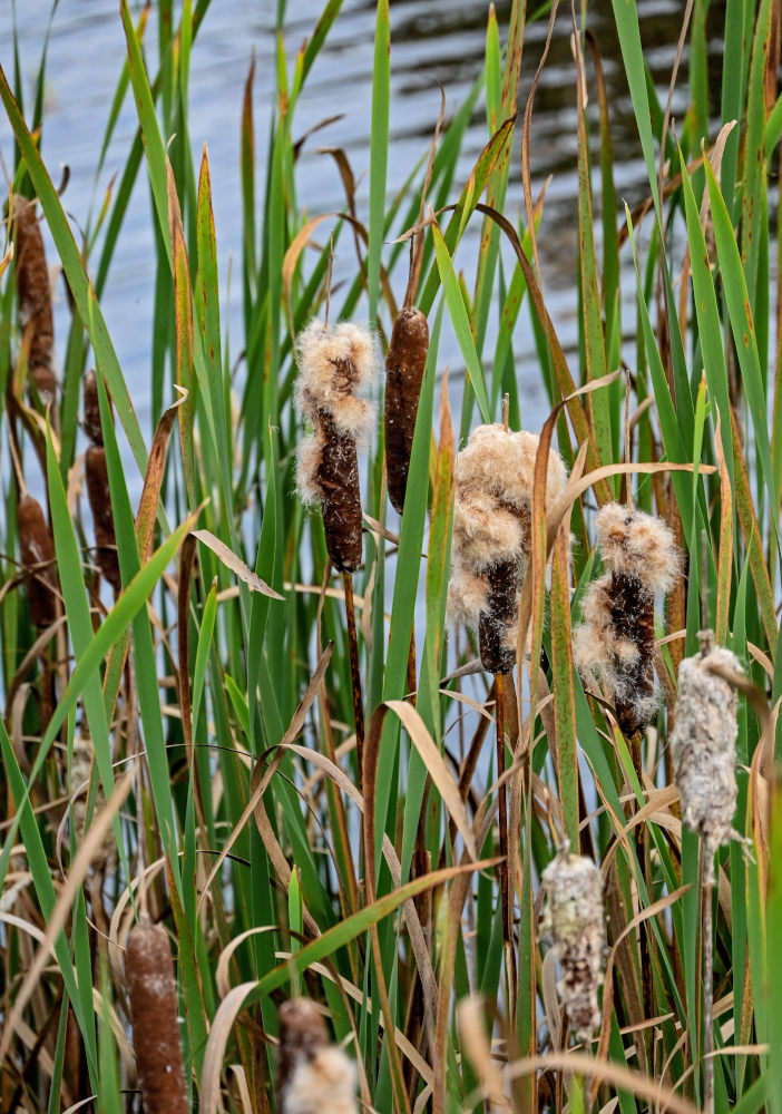 Image of Typha latifolia specimen.