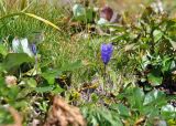 View full-size image Campanula lasiocarpa