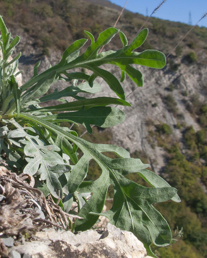 Изображение особи род Centaurea.