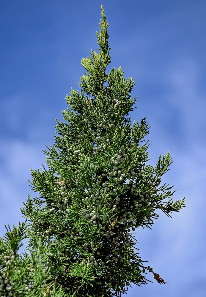Image of Juniperus virginiana specimen.