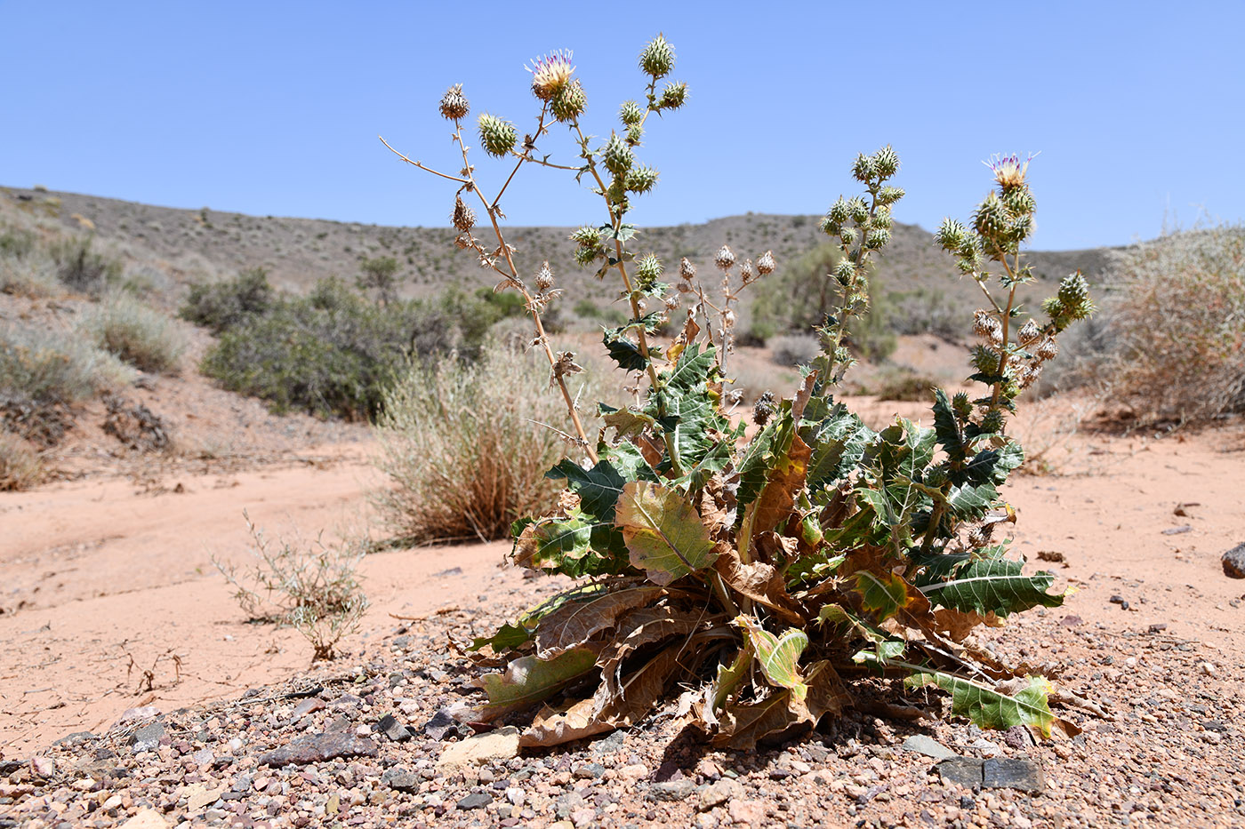 Image of Cousinia affinis specimen.