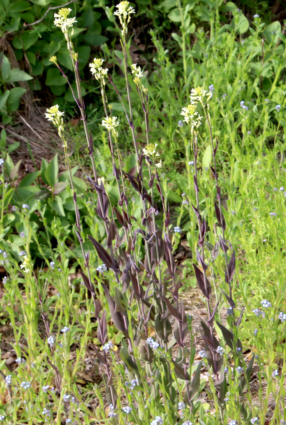 Image of Turritis glabra specimen.