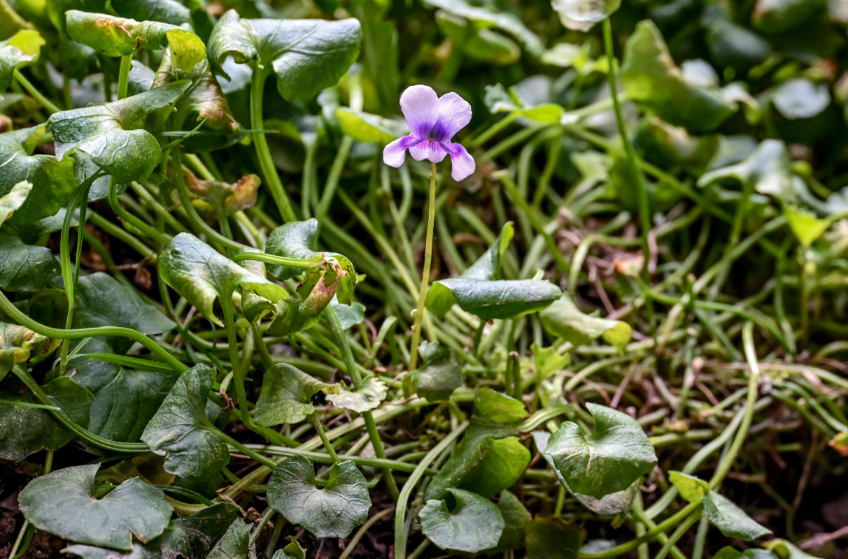 Изображение особи Viola hederacea.