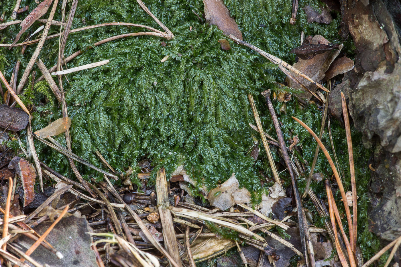 Image of Plagiothecium laetum specimen.