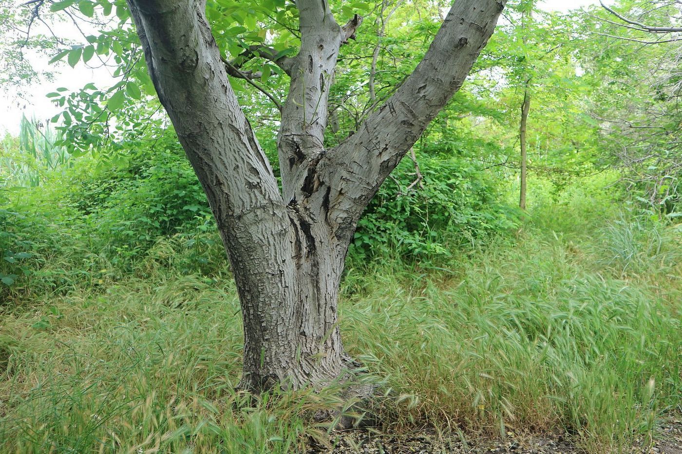 Изображение особи Juglans regia.
