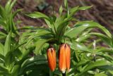 Fritillaria imperialis. Верхушка растения с раскрывающимися цветками. Белгородская обл., пос. Ракитное, ул. Сосновая, 2, в культуре. 21 апреля 2022 г.