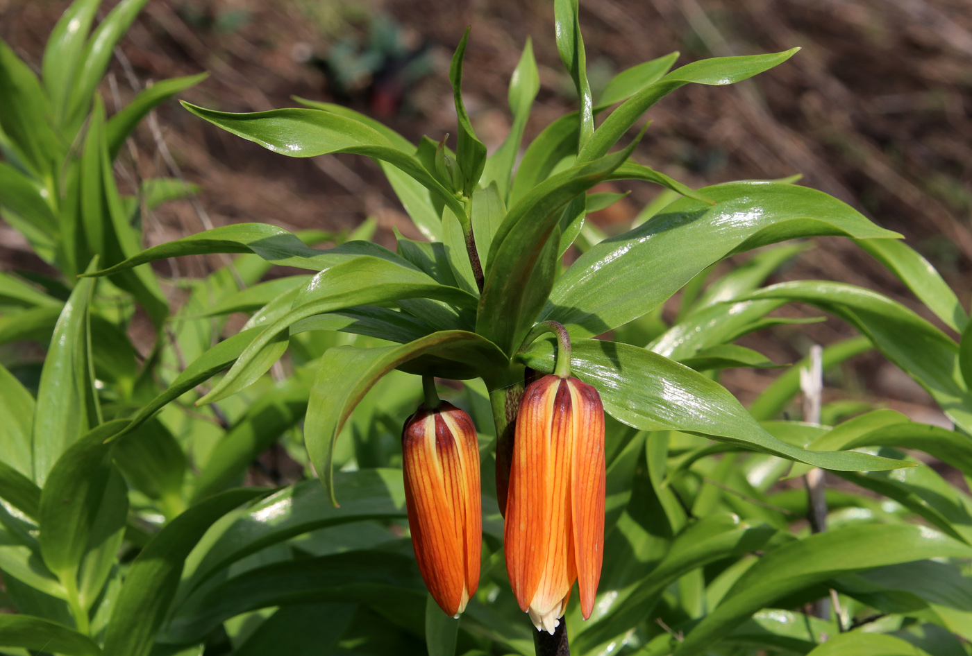 Image of Fritillaria imperialis specimen.