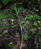 Carex pendula. Часть побега. Республика Адыгея, Майкопский р-н, ущ. р. Аминовка, 50 м ниже водопада Аминовский, широколиственный лес. 5 мая 2025 г.