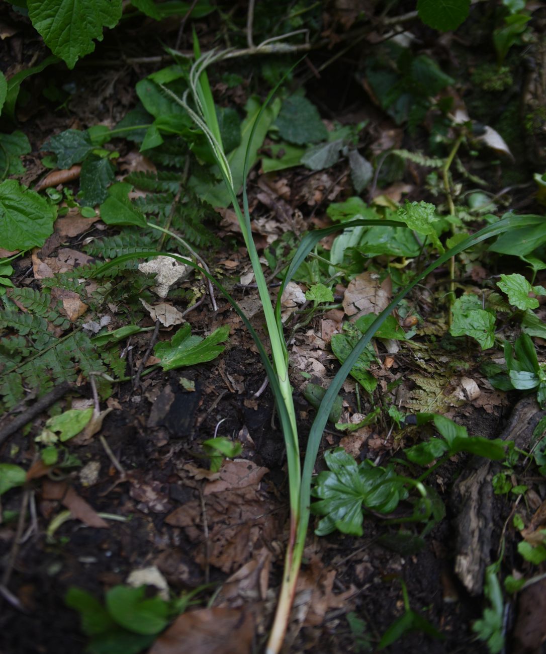 Изображение особи Carex pendula.