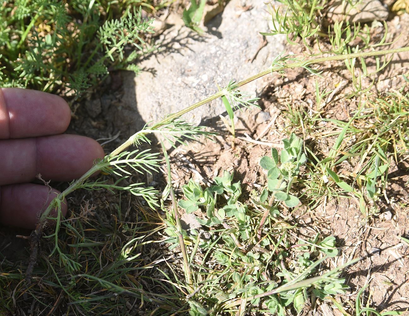 Image of familia Asteraceae specimen.