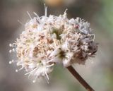 Gypsophila pallasii. Соцветие. Крым, Тарханкутский п-ов, ур. Джангуль, каменистые (известняковые) склоны к морю. 24.07.2010.