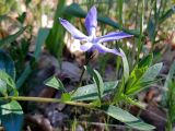 Vinca herbacea. Верхушка побега с цветком. Крым, муниципальный округ Судак, южный склон хр. Токлук-Сырт, седловина между горами Ай-Георгий и Килиса-Кая, дубовое редколесье. 30.04.2025.