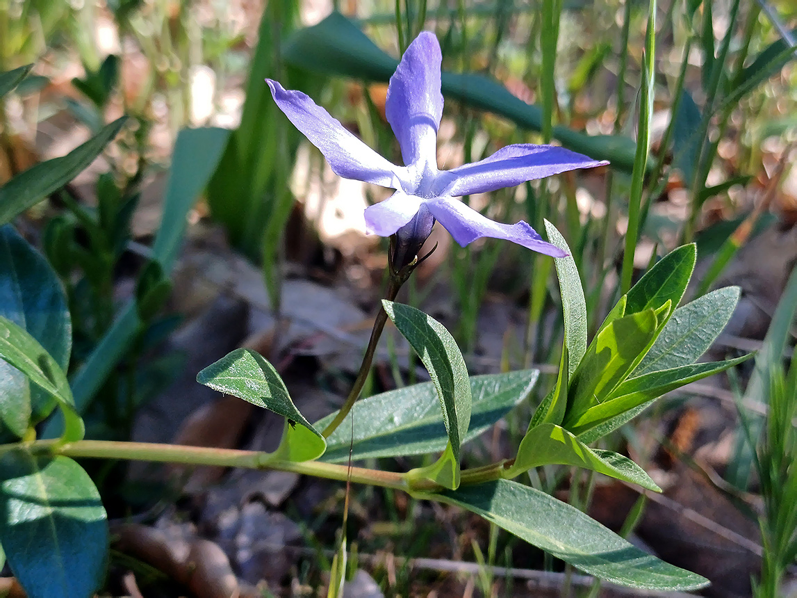 Изображение особи Vinca herbacea.