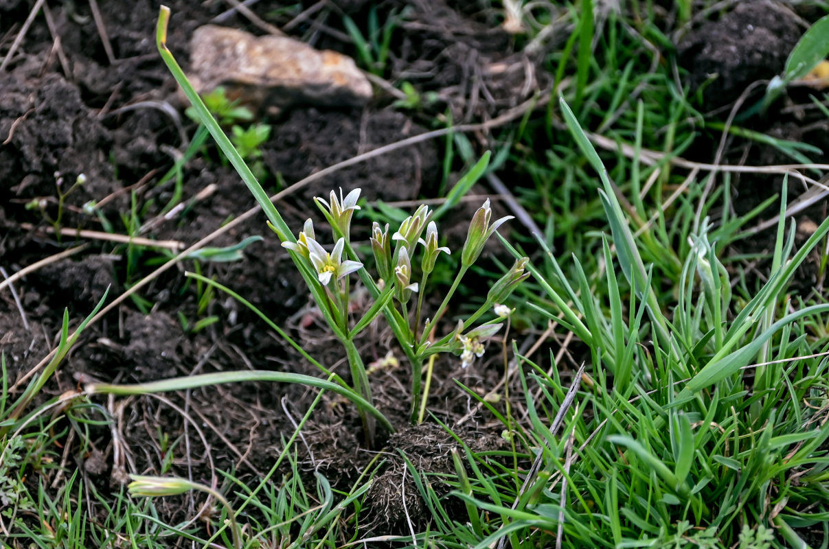 Image of class Liliopsida specimen.