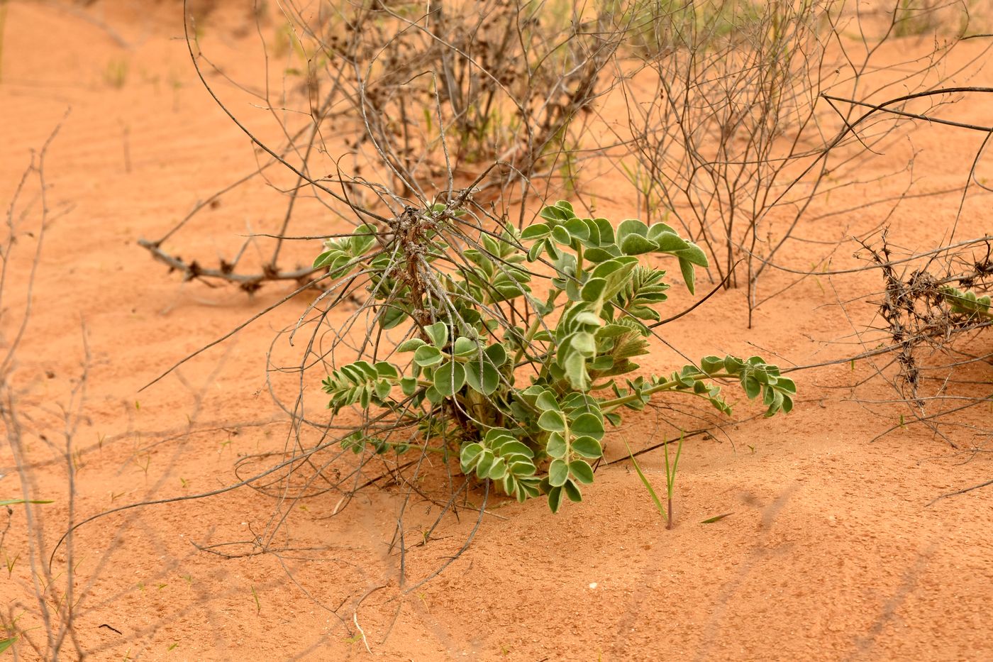 Изображение особи Astragalus lehmannianus.