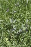 Solanum dulcamara. Цветущее растение. Испания, Каталония, пров. Жирона, комарка Баш Эмпорда, муниципалитет Пальс, обочина полевой дороги между заливными полями. 23.04.2026.