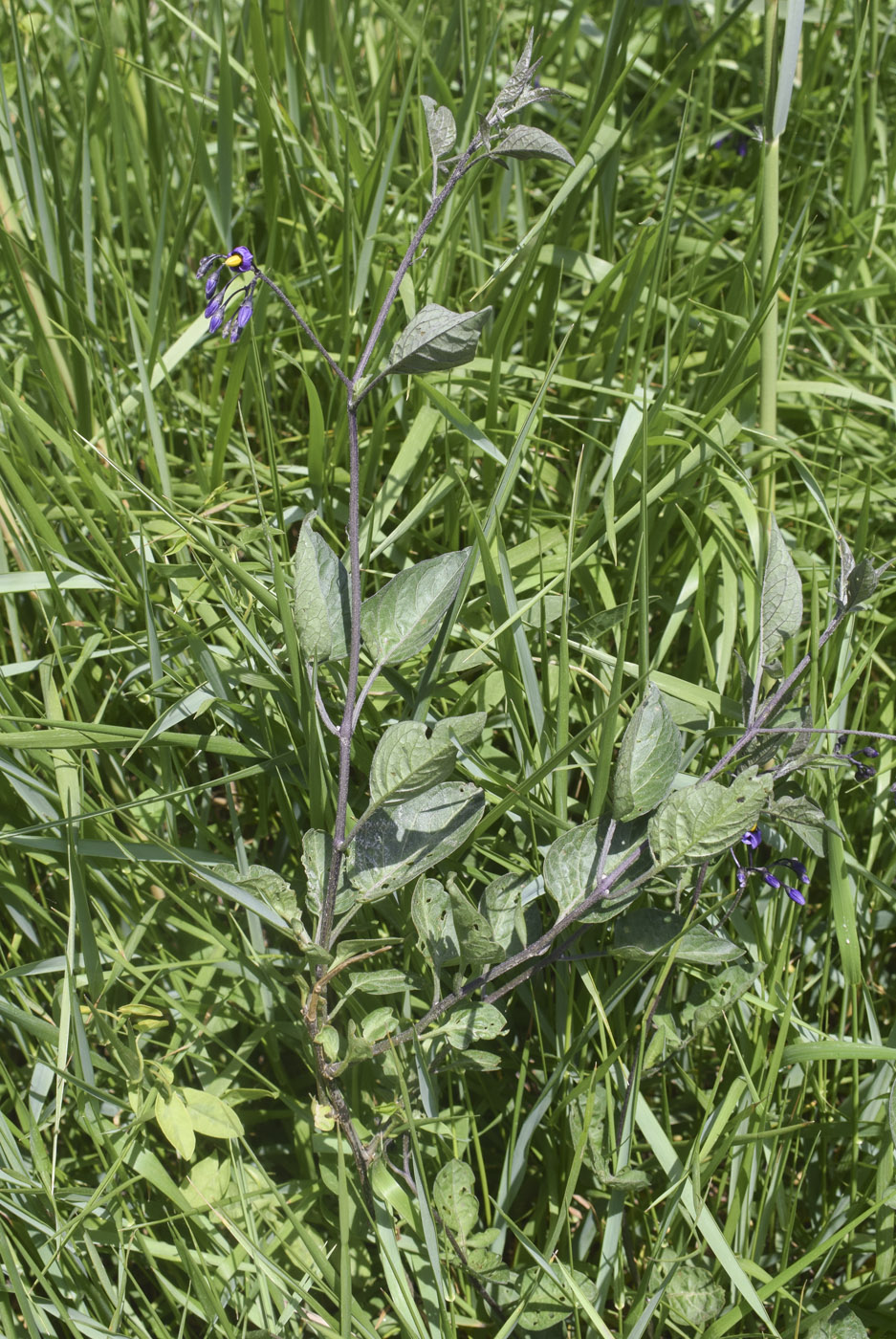 Image of Solanum dulcamara specimen.