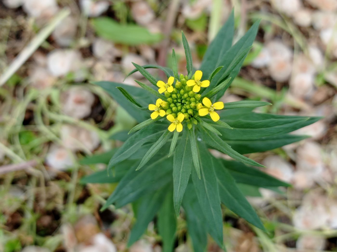 Изображение особи Erysimum cheiranthoides.