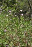 Geranium columbinum. Цветущие растения. Крым, Севастополь, окр. с. Широкое, Чернореченский каньон, балка Ятлауз, поляна в можжевеловом редколесье. 06.06.2026.