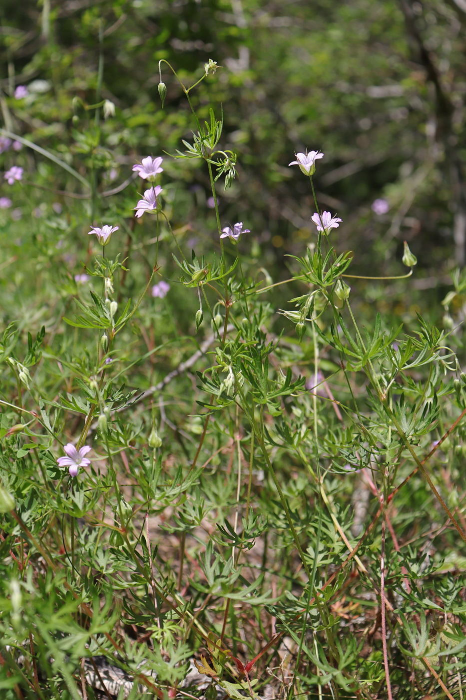 Image of Geranium columbinum specimen.