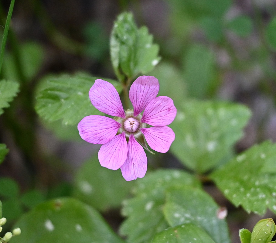 Image of Rubus arcticus specimen.