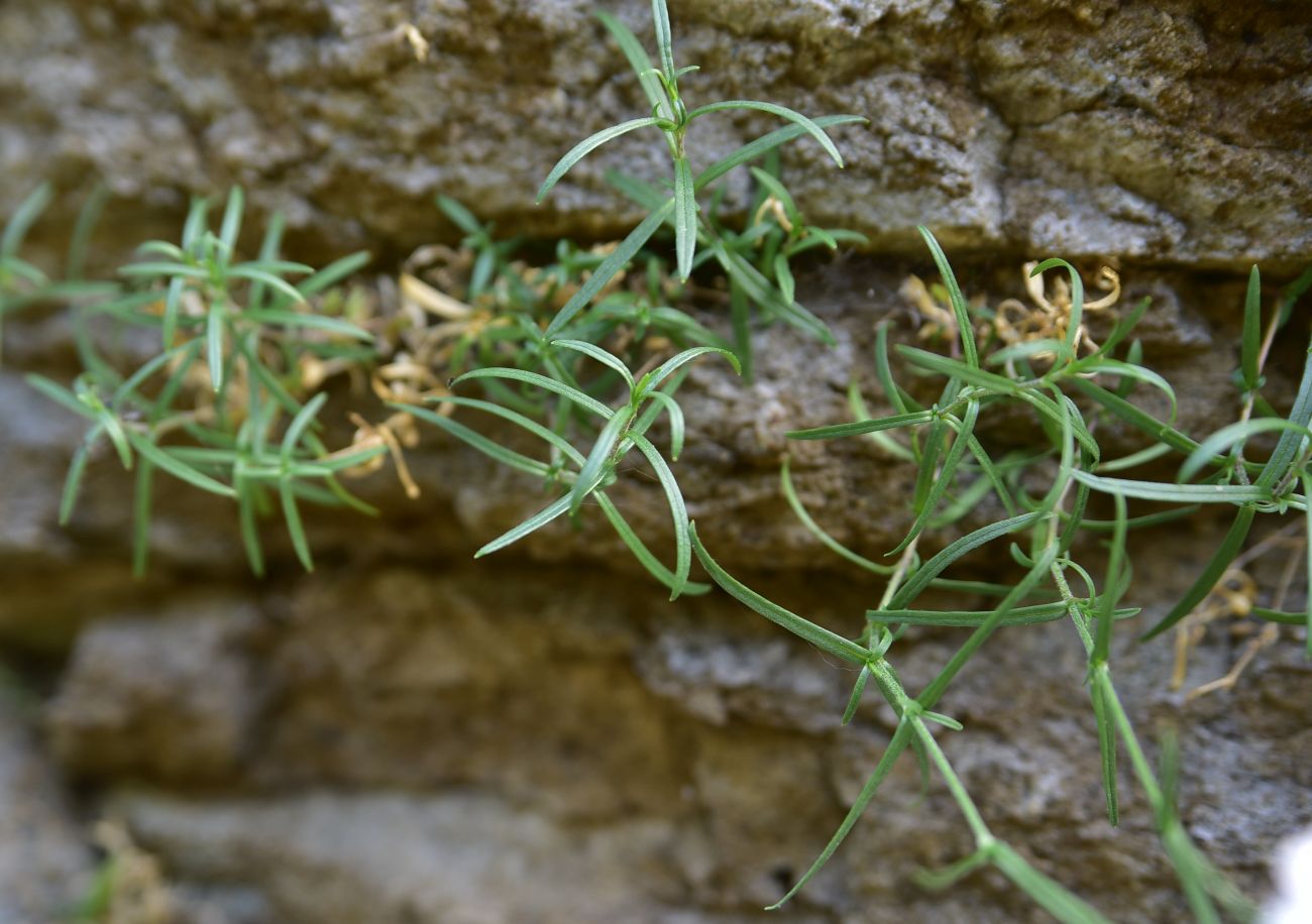 Изображение особи семейство Caryophyllaceae.