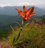 Lilium pensylvanicum. Цветущее растение. Южное Приморье, Чёрные горы, заповедник \"Кедровая падь\", хр. Сухореченский. 05.07.2009.