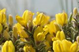genus Chamaecytisus. Цветки и бутоны. Крым, г. Симферополь, окр. мкр-на Пневматика, куэста, скала. 21.05.2026.