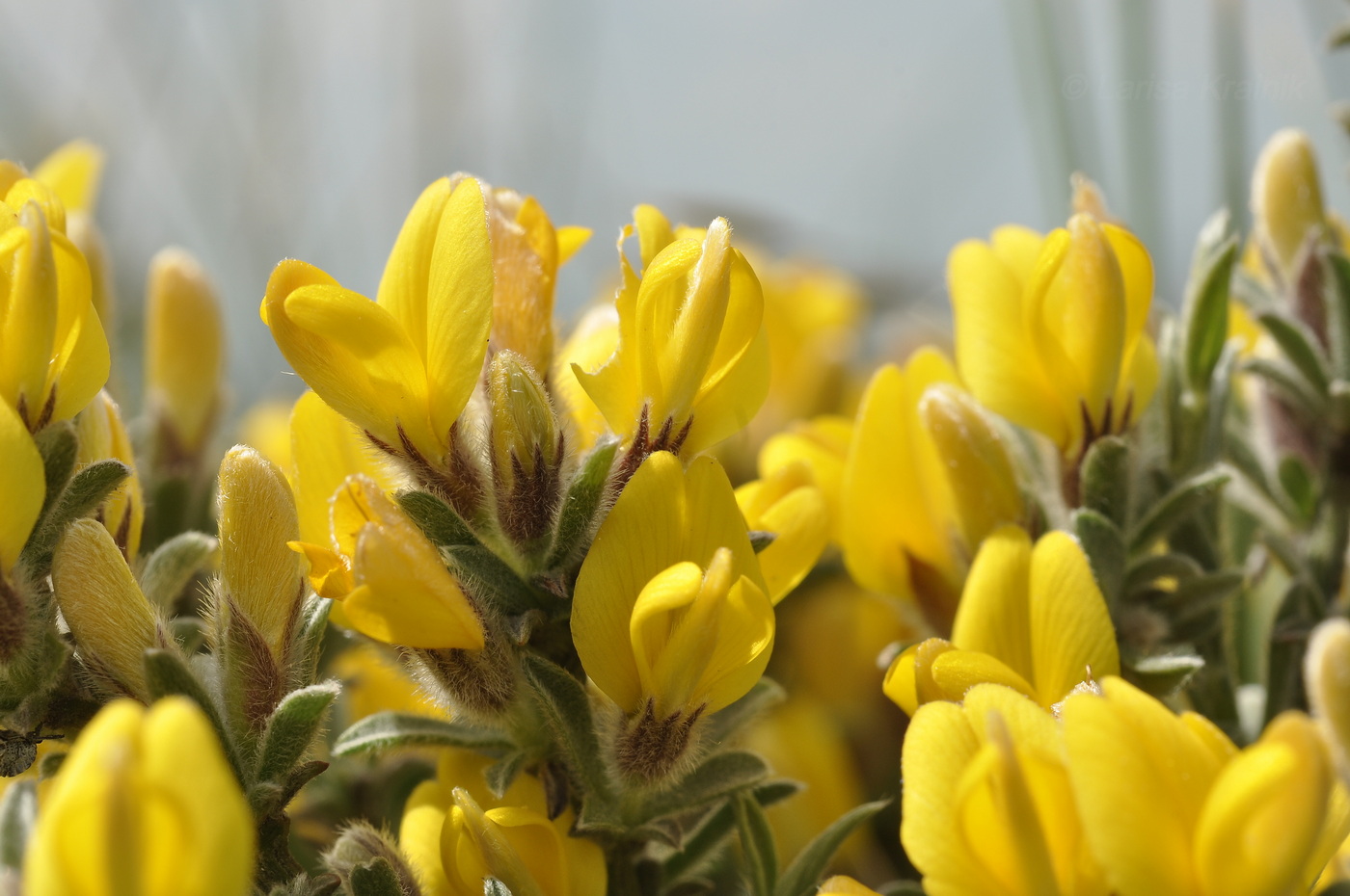 Image of Genista albida specimen.