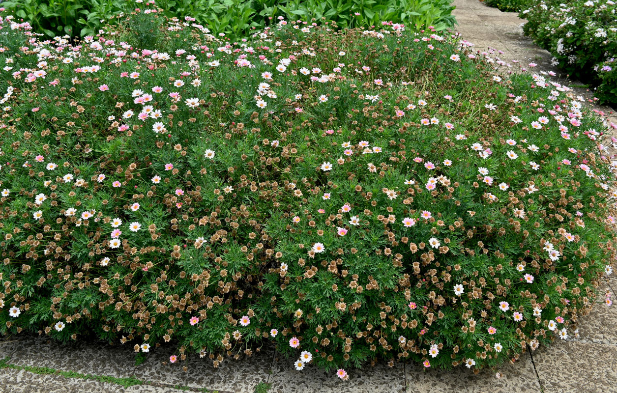 Image of Argyranthemum frutescens specimen.