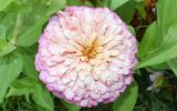 Zinnia elegans
