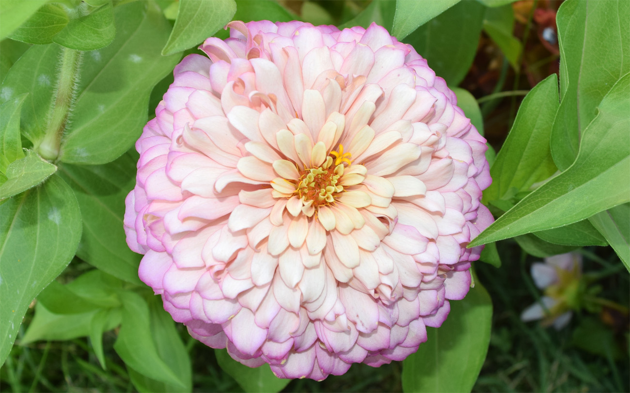 Image of Zinnia elegans specimen.