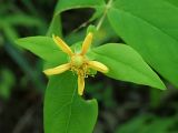 Hypericum androsaemum. Цветок с завязавшимся плодом. Краснодарский край, муниципальное образование город-курорт Сочи, Адлерский р-н, Кудепстинский сельский округ, окр. пос. Дубравный, Кудепстинский дендропарк, опушка широколиственного леса. 05.07.2024.