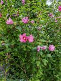 Hibiscus syriacus. Часть цветущего растения. Волгоград, ул. Бутурлиновская. 22.07.2026.