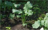 Brassica oleracea