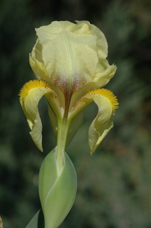 Изображение особи Iris reichenbachii.