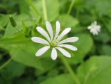 Stellaria nemorum