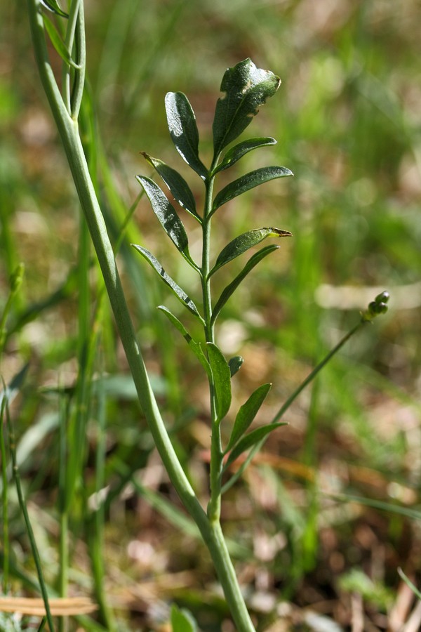 Изображение особи Cardamine pratensis.