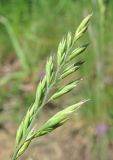 Festuca rubra