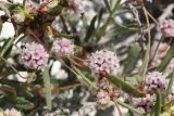 Cuscuta approximata