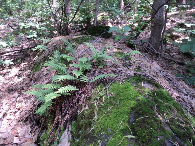 Image of Polypodium vulgare specimen.