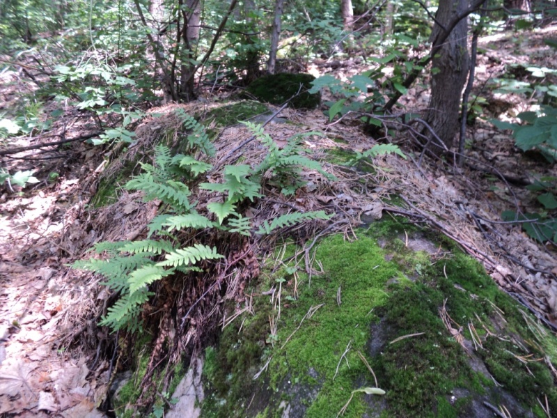 Изображение особи Polypodium vulgare.