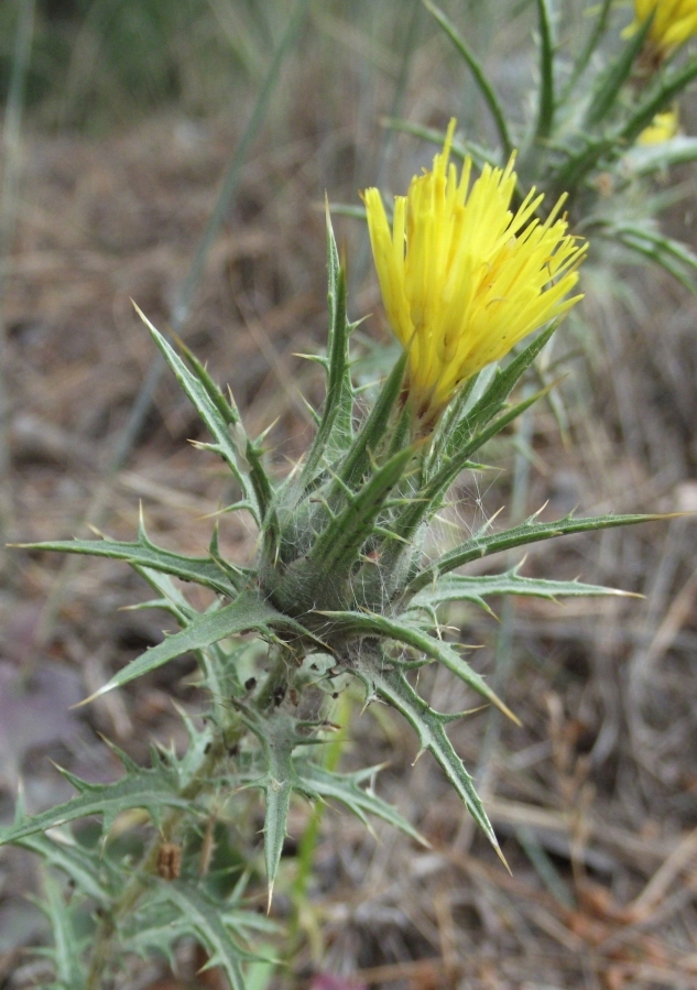 Изображение особи Carthamus lanatus.