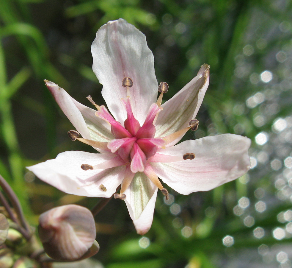 Изображение особи Butomus umbellatus.