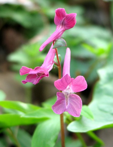 Изображение особи Corydalis caucasica.