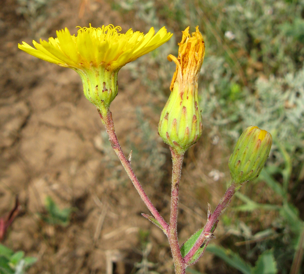 Изображение особи род Hieracium.