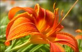Hemerocallis fulva