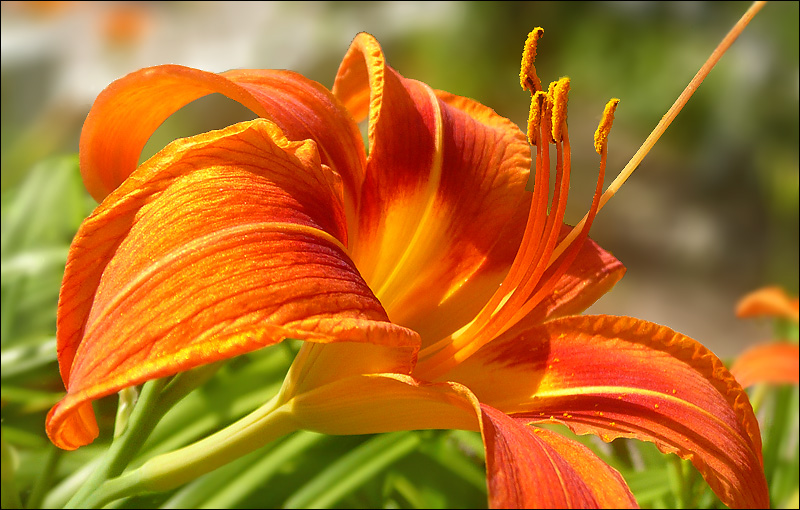 Image of Hemerocallis fulva specimen.