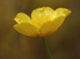 Ranunculus propinquus. Цветок. Архангельская обл., юго-восток Пинежского р-на, Сулецкое лесничество, вырубка. 21.08.2011.